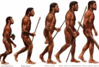 Perbedaan Homo Wajakensis dengan Homo Soloensis