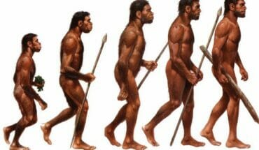 Perbedaan Homo Wajakensis dengan Homo Soloensis