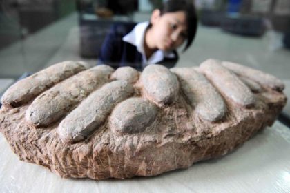 Fosil Telur Dinosaurus Berusia 85 Juta Tahun